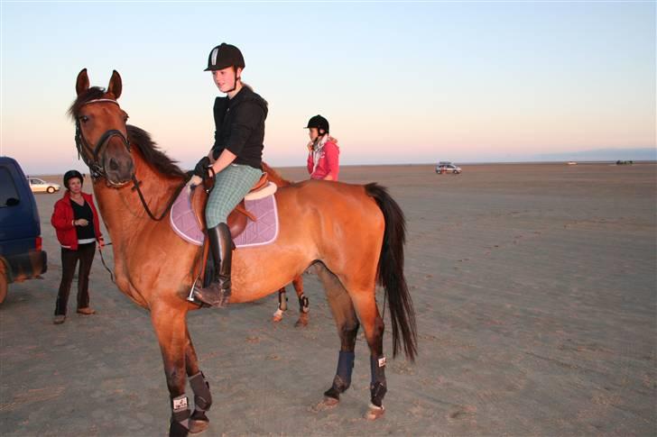 Trakehner Donau Prinzessin  OPSAGT! - På rømø, med famillien og hestene (: Det er spændene!  billede 17