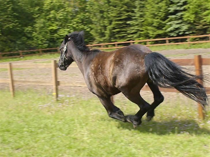 Anden særlig race Thor billede 5