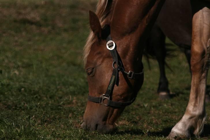 Welsh Partbred (Sec F) Solhøj's Haleigh *SOLGT* billede 9