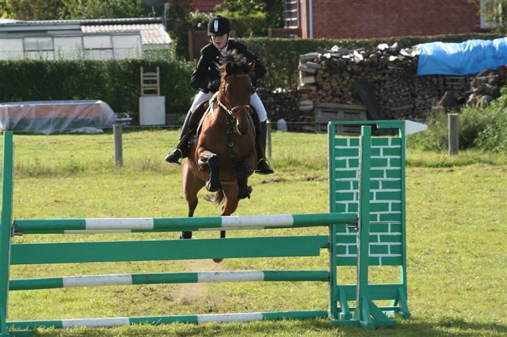 Trakehner Donau Prinzessin  OPSAGT! - Springstævne i Bolderslev <3 billede 19