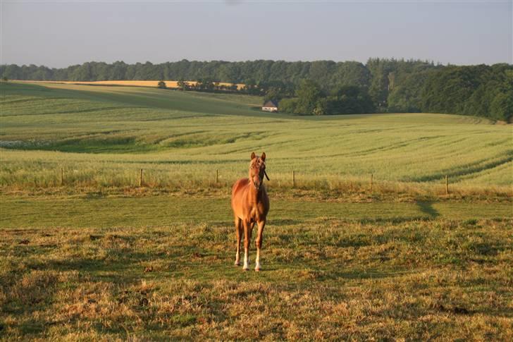 Welsh Partbred (Sec F) Solhøj's Haleigh *SOLGT* billede 10