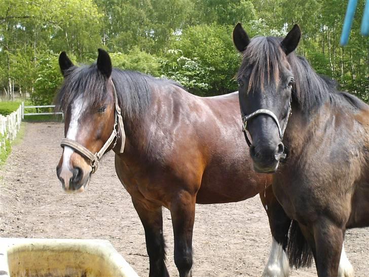 Anden særlig race Thor billede 7