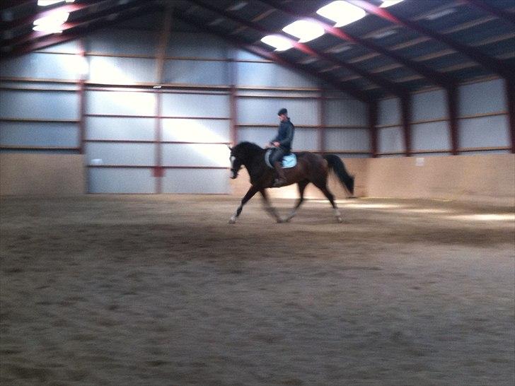 Dansk Varmblod Corazon billede 4