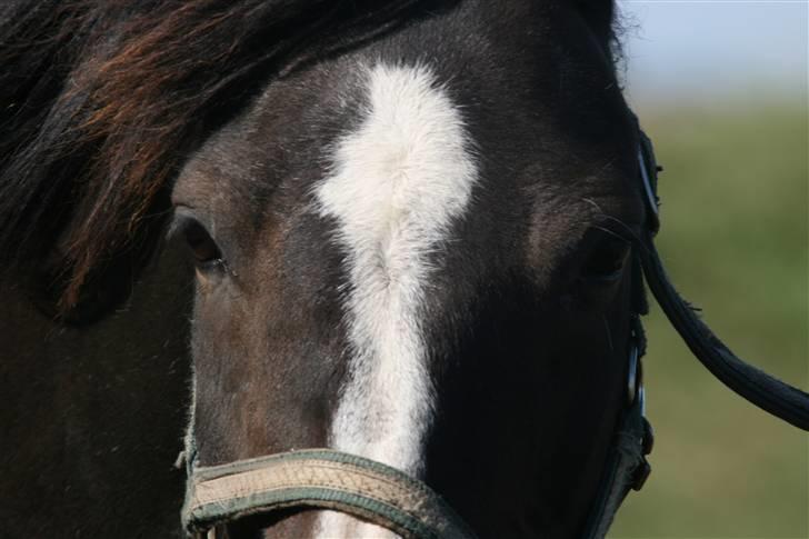 New Forest Miss Misty billede 13