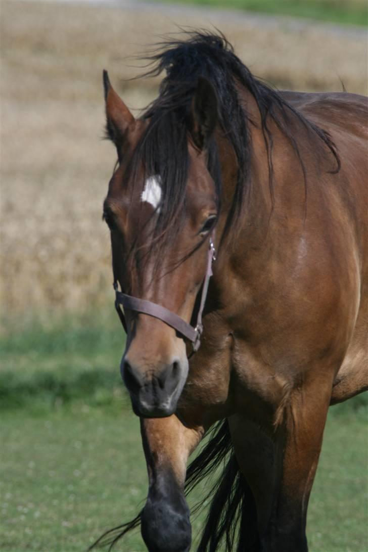 Welsh Cob (sec D) Låddenhøjs Donnovan SOLGT billede 15