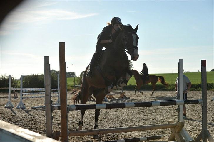 Dansk Varmblod Corazon - Foto: Dean Jacobs - www.travel4life.org billede 6