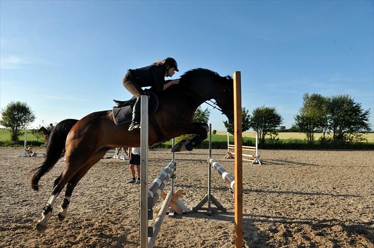 Dansk Varmblod Corazon - Foto: Dean Jacobs - www.travel4life.org billede 7