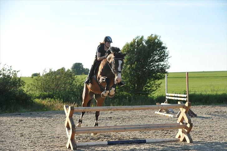 Dansk Varmblod Corazon - Foto: Dean Jacobs - www.travel4life.org billede 8