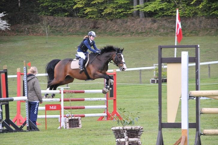 Dansk Varmblod Corazon - Morsø 2010 billede 9