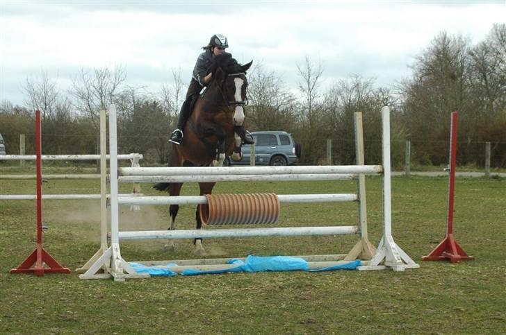 Dansk Varmblod Corazon - - læg mærke til billisten der holdte ind for at se os springe x) billede 10