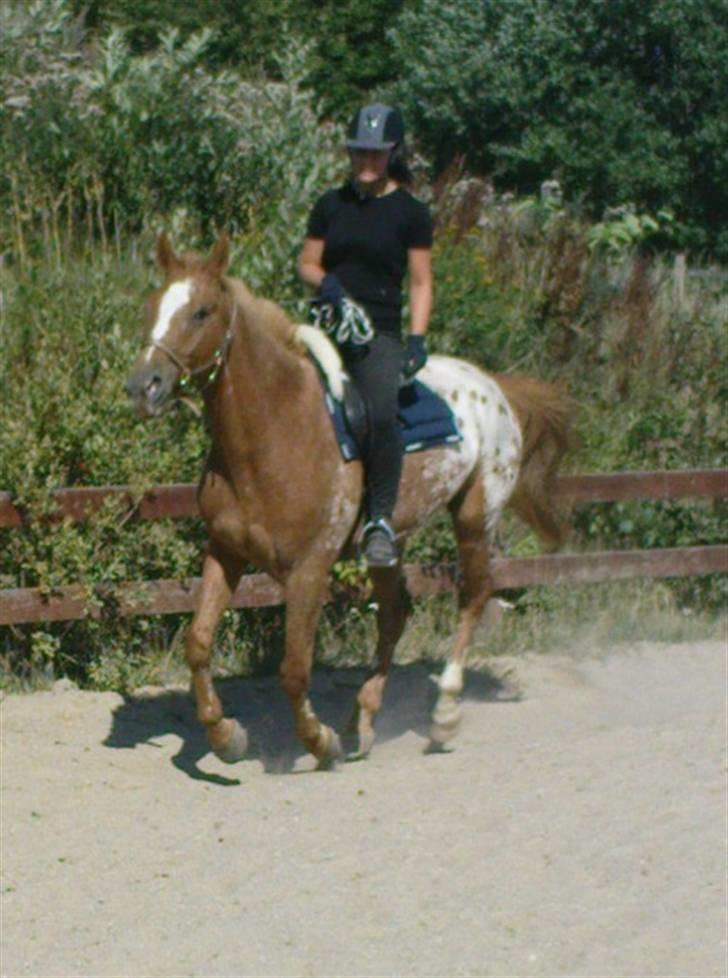 Appaloosa Pablo " solgt :(" - vi er begyndt at træne lidt uden hovedtøj, og her er vi så i en galop. det klarer han  ganske fint taget i betragtning af at det er 2. gang vi øver :) billede 18