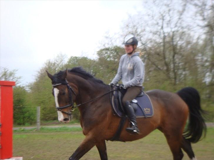 Dansk Varmblod Corazon billede 11