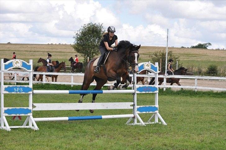 Dansk Varmblod Corazon billede 12