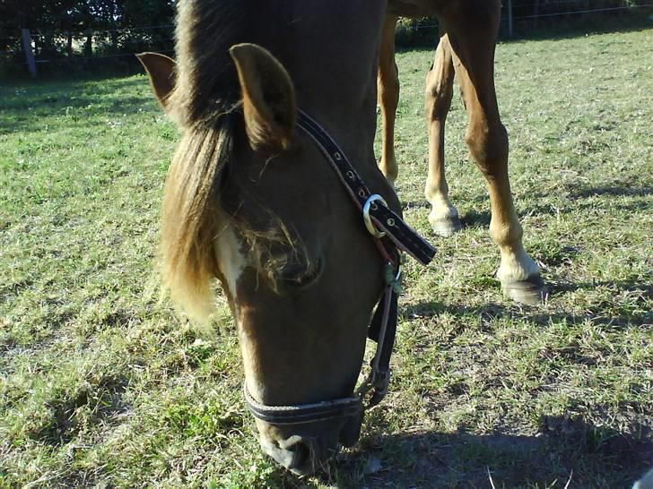 Anden særlig race Joy *SOLGT*   - joysen<3 foto : mig<3/katja billede 11