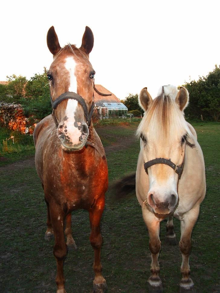 Knabstrupper Sartor's Midnight Express - Midnight med sin gode ven, Krumme! billede 7