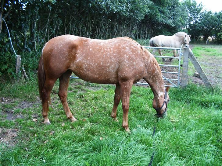 Knabstrupper Sartor's Midnight Express - Fuld figur sommer 2008 billede 8