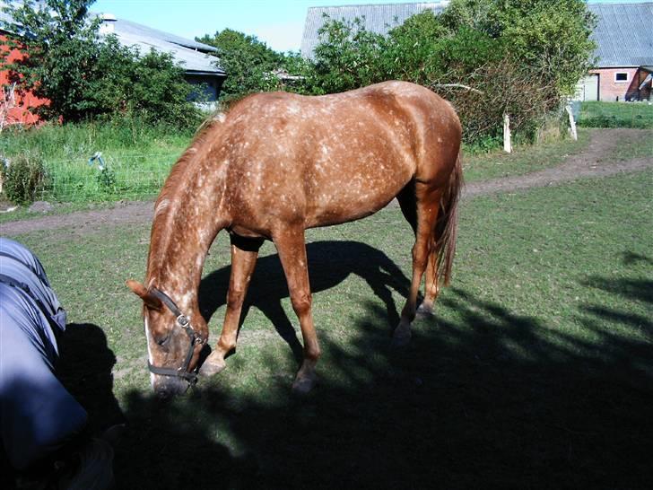 Knabstrupper Sartor's Midnight Express - Midight nyder solen billede 9