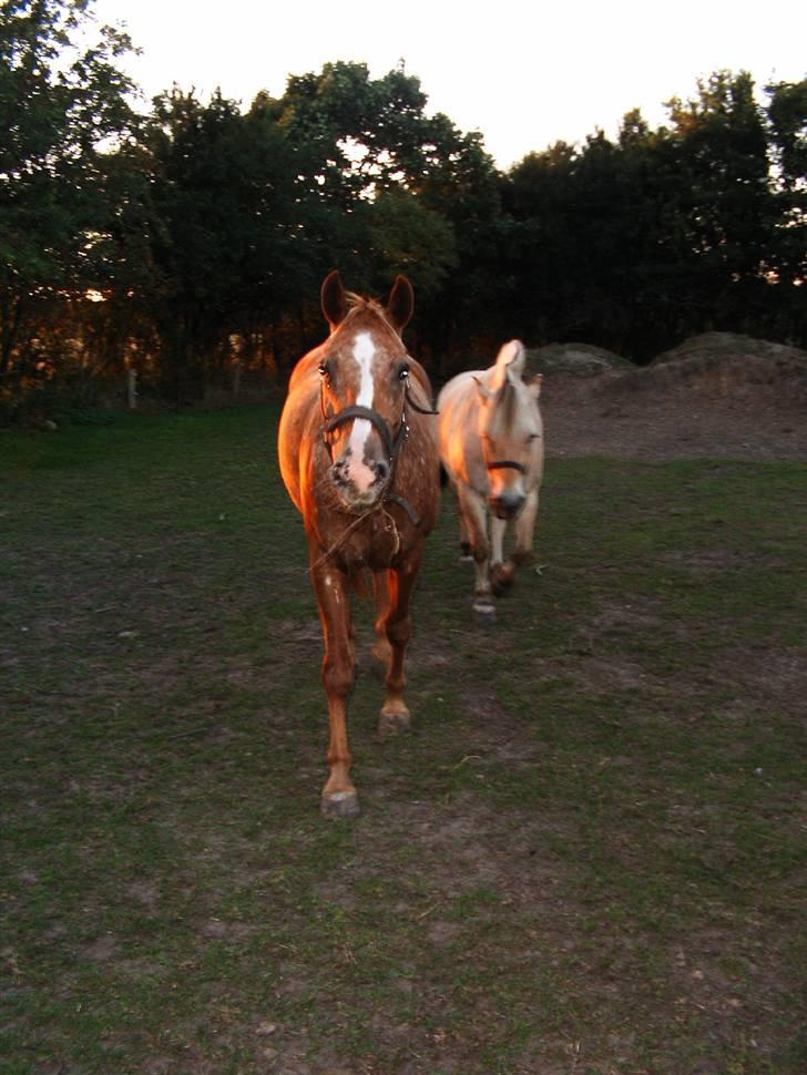 Knabstrupper Sartor's Midnight Express - Dejlige hest! billede 10