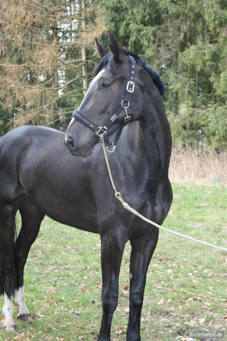 Oldenborg Damshauges Ferrai - R.I.P. billede 1