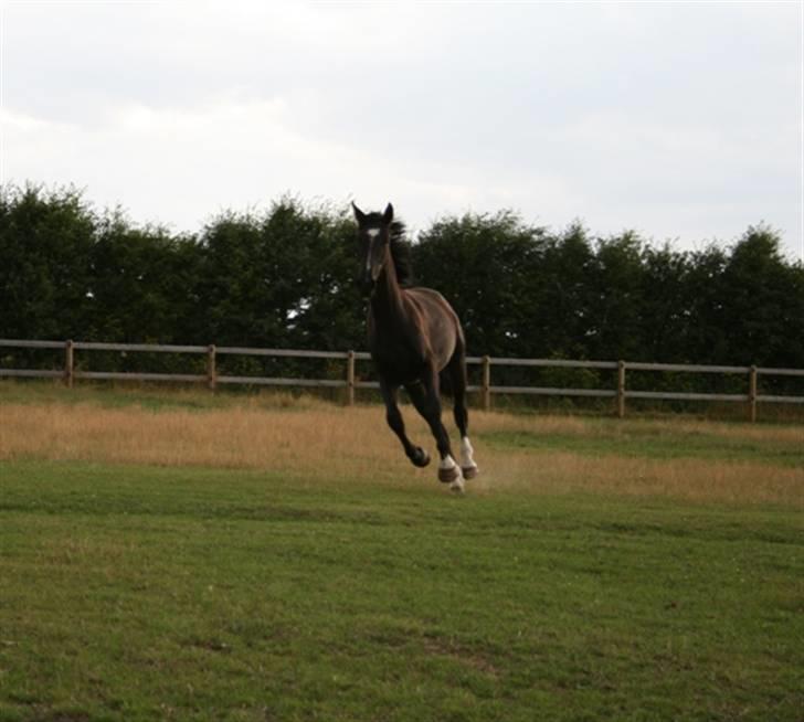 Oldenborg Damshauges Ferrai - R.I.P. billede 2