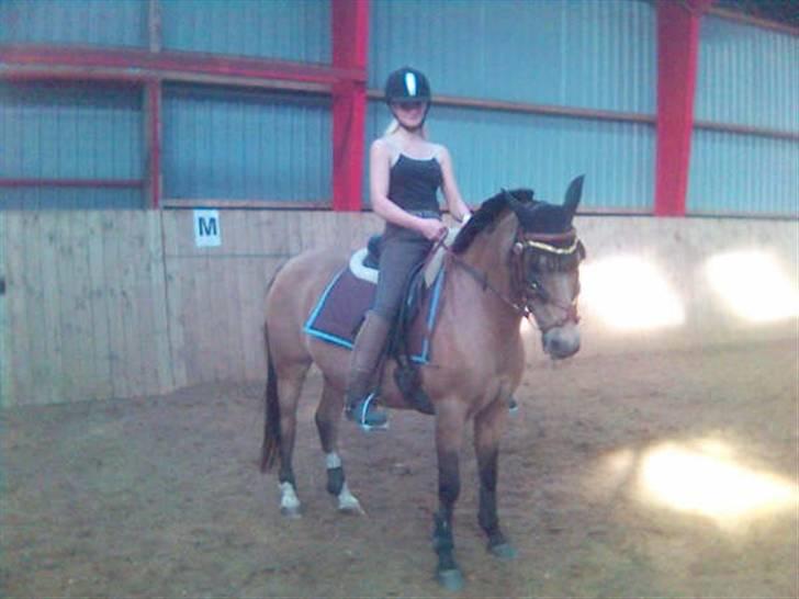 Anden særlig race Bailey Rough  - Lidt dressur træning billede 6