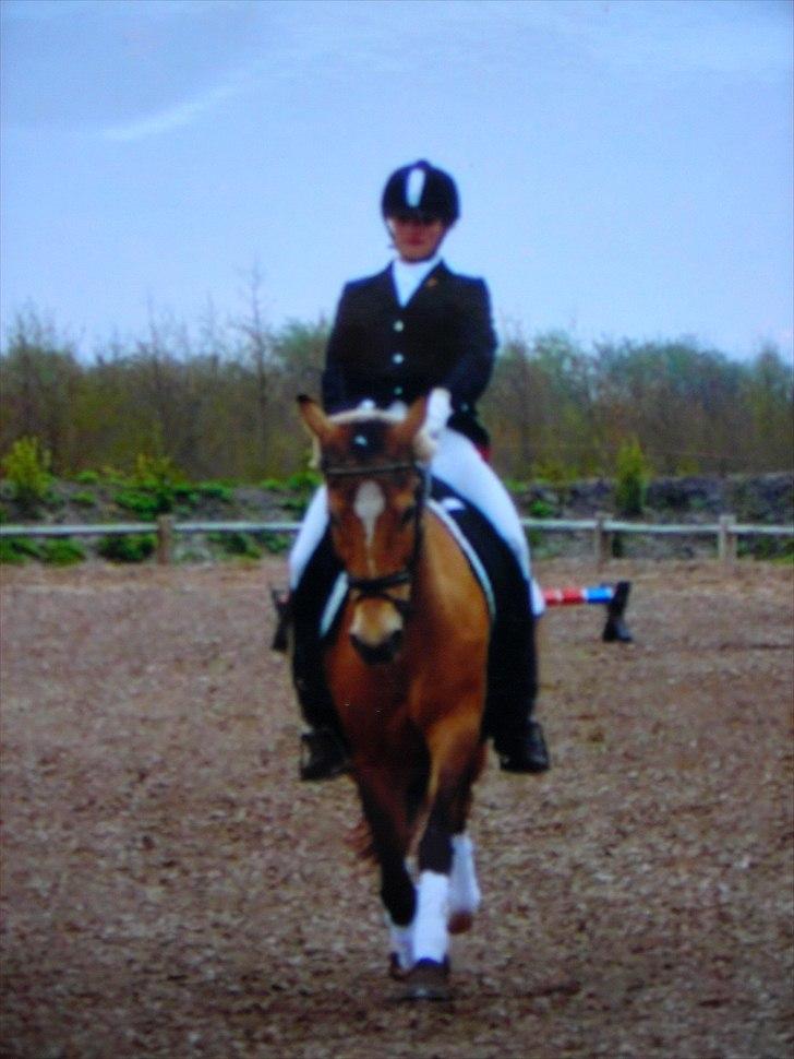 Anden særlig race Bailey Rough  - Jaaa stridt man billede 1