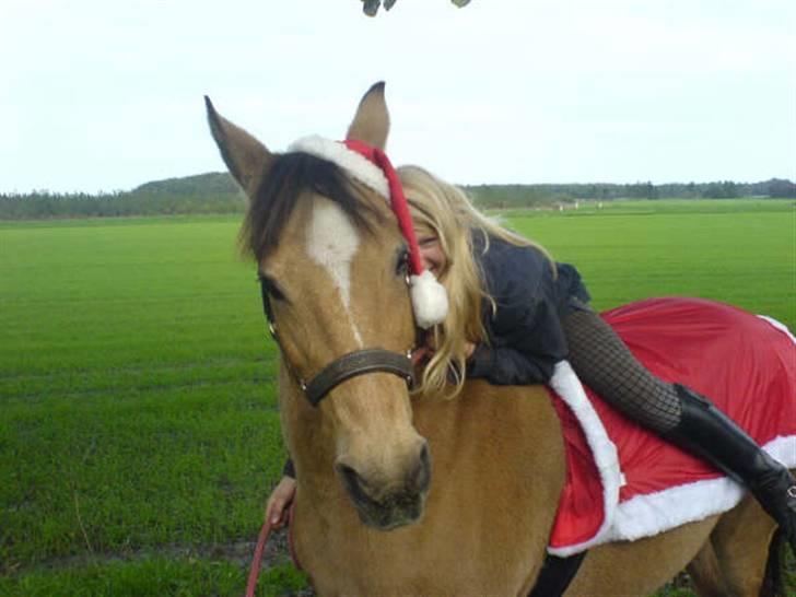 Anden særlig race Bailey Rough  - Jule tøj om sommeren;) billede 10