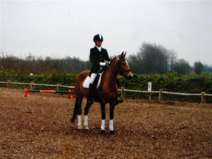 Anden særlig race Bailey Rough  - Et af de sidste dressurstævner :/ billede 5