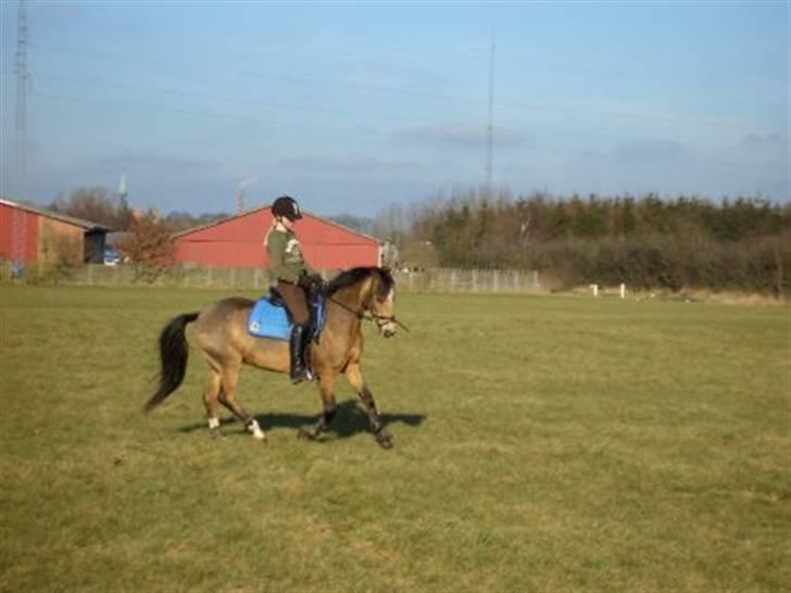 Anden særlig race Bailey Rough  - Dressur på folden billede 4