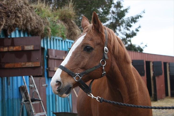 Anden særlig race Roland Garros R.I.P <3 - Jeg elsker dig så ubeskriveligt meget ;i jeg længtes efter at kysse din fløjsbløde mule igen, at kramme dig, at snakke med dig, at være sammen med dig, jeg savner ALT ved dig <3  billede 2