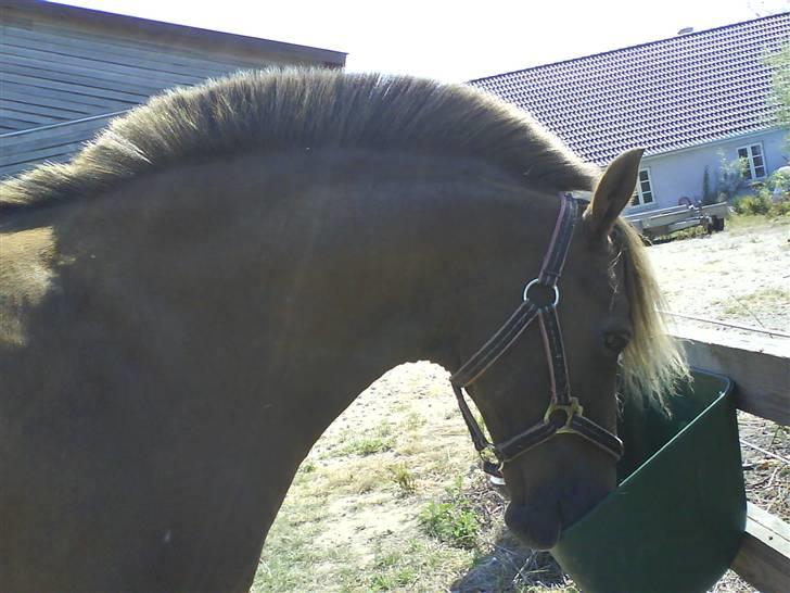 Anden særlig race Joy *SOLGT*   - Joy <<3333 foto : mig<3 billede 17