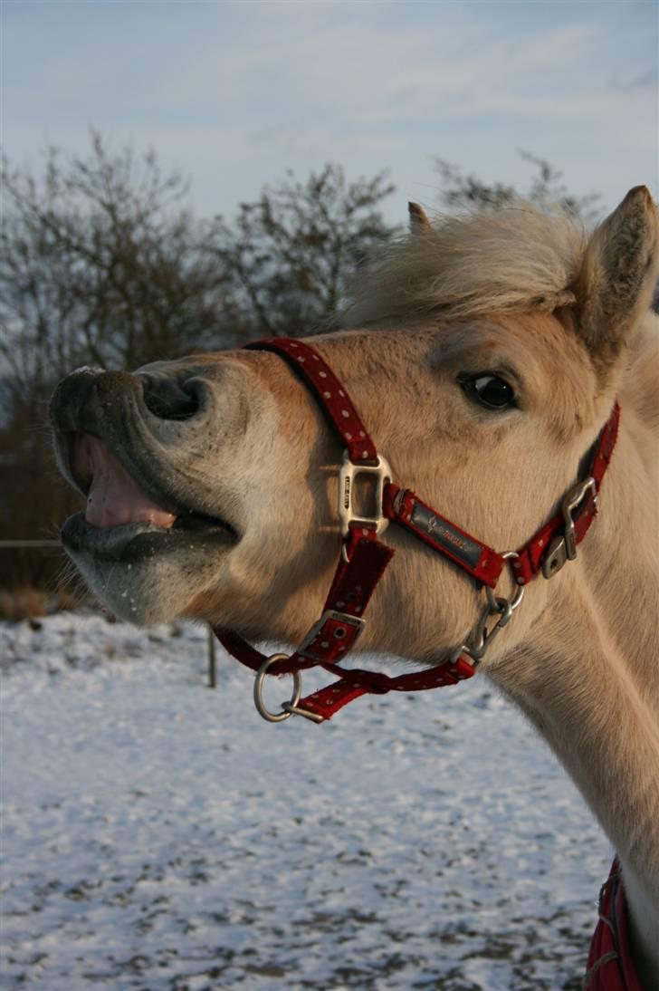 Fjordhest Odin Kaptain † R.I.P † - .du har givet mig alt! | Foto: Mig billede 3