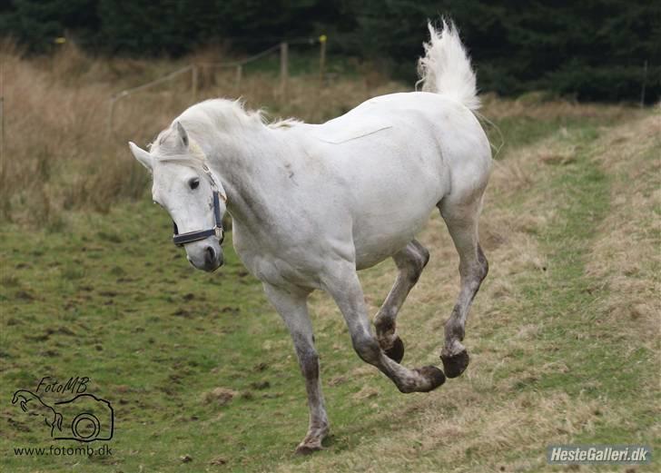 Connemara Calle - SOLGT - //fotomb// billede 2