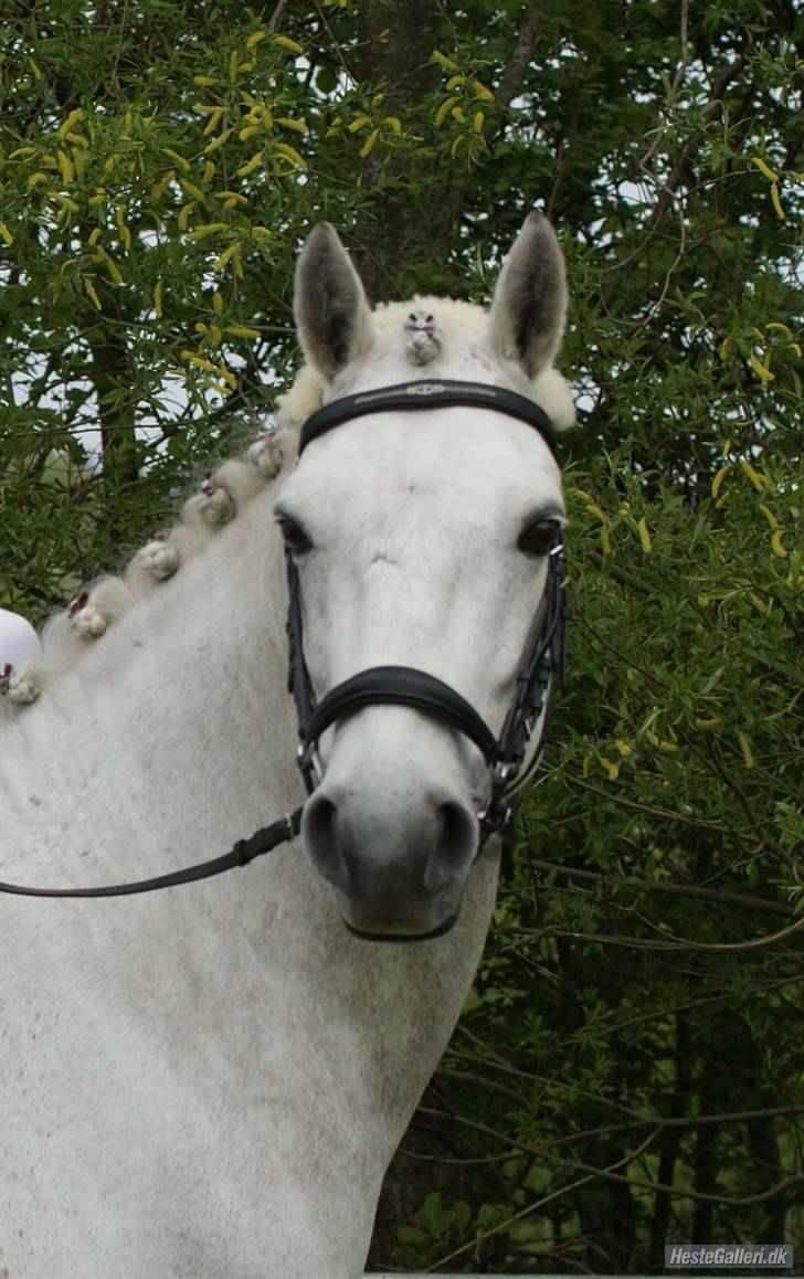 Connemara Calle - SOLGT billede 3