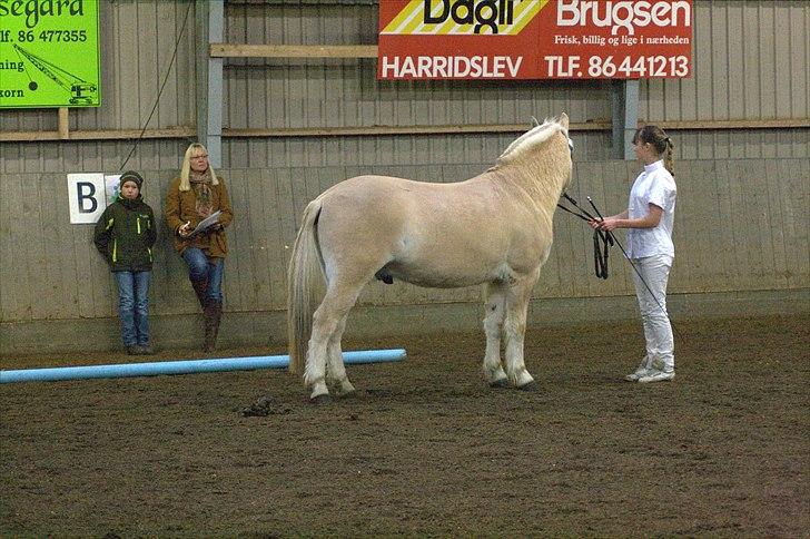 Fjordhest Odin Kaptain † R.I.P † - mønstring 2010 - nummer 3 ud af 9 (første roset) | Foto: Christian billede 7