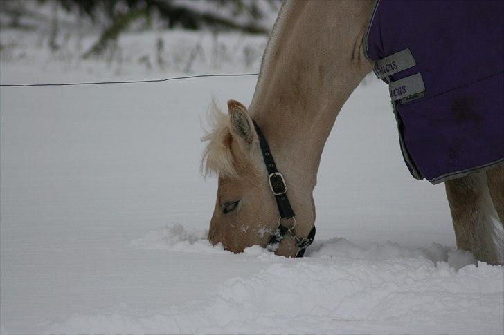 Fjordhest Odin Kaptain † R.I.P † - | Foto: Mig billede 8