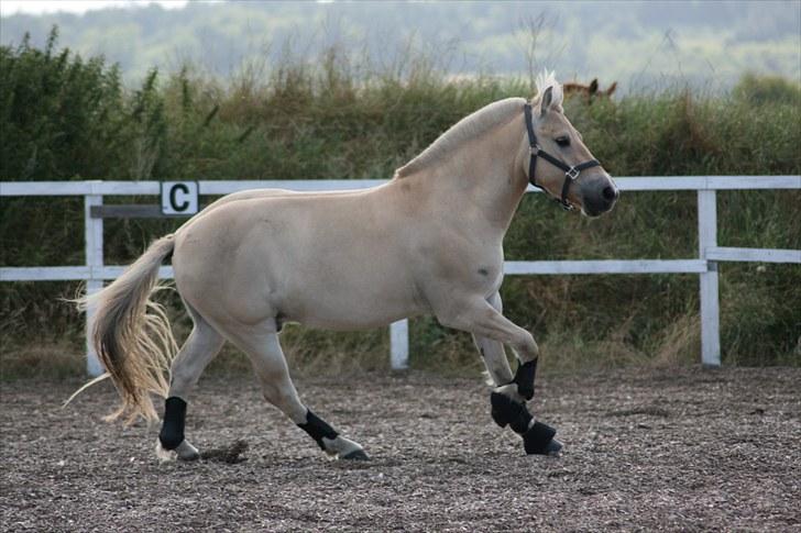 Fjordhest Odin Kaptain † R.I.P † - et liv uden dig ville ikke kunne fungere! | Foto: Mig billede 9