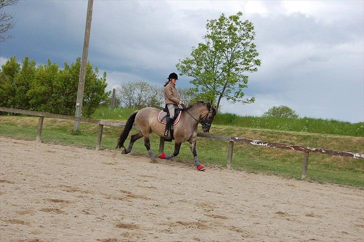 Anden særlig race Frieser / Fjordhest Freja - Nyt. maj 2011 billede 18