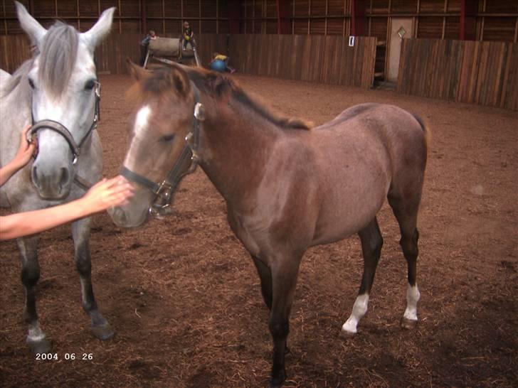 Cruzado solgt billede 7