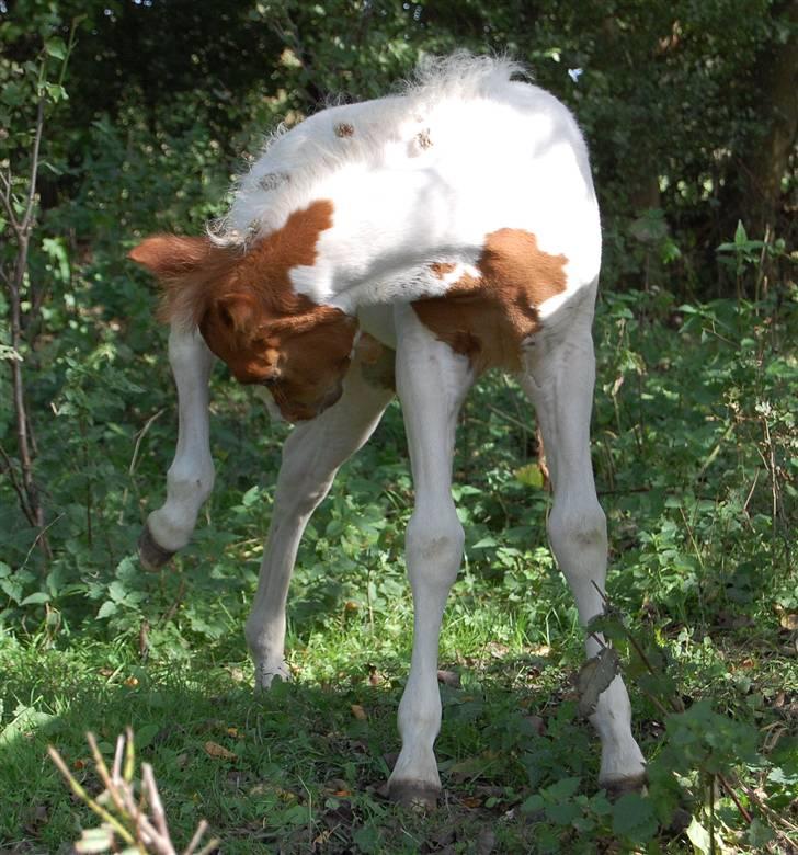 Pinto Araber Special Edition billede 17