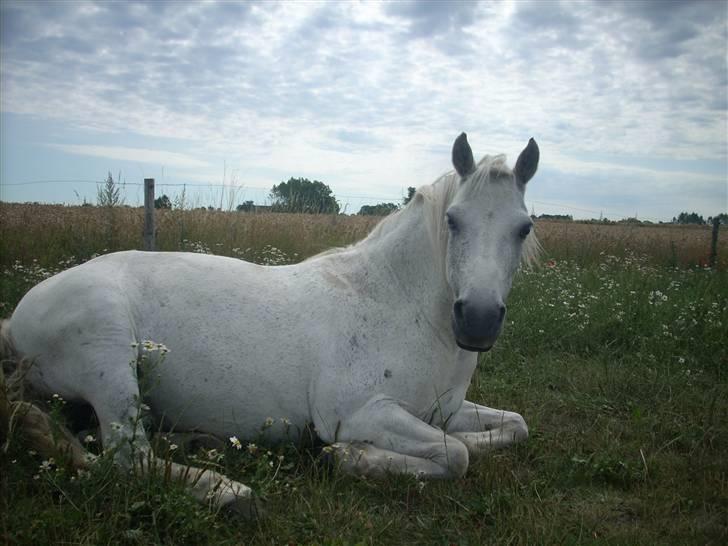 Anden særlig race Spice <3 - da vi fik tricksy hjem <3 billede 20