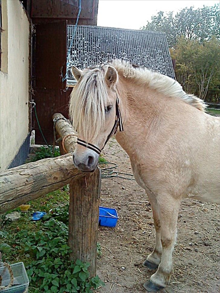 Fjordhest Susse - SAVNET! billede 3