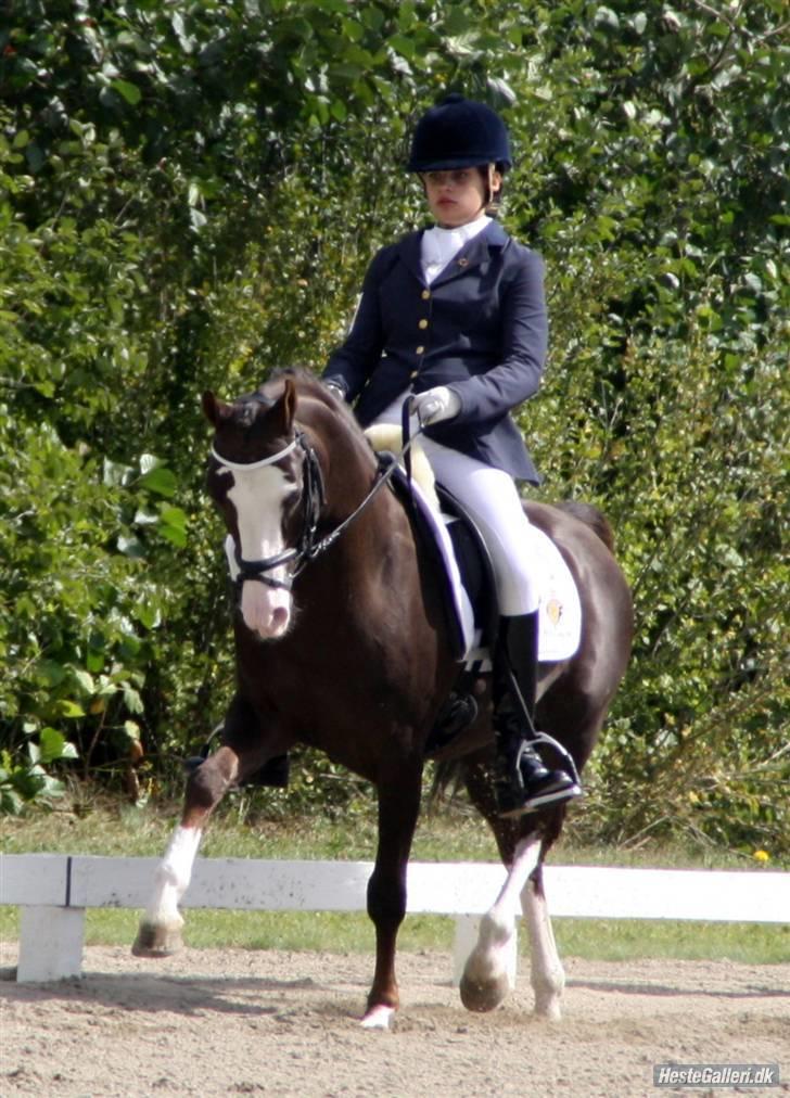 DSP Bonansa [ELITEHINGST] billede 15