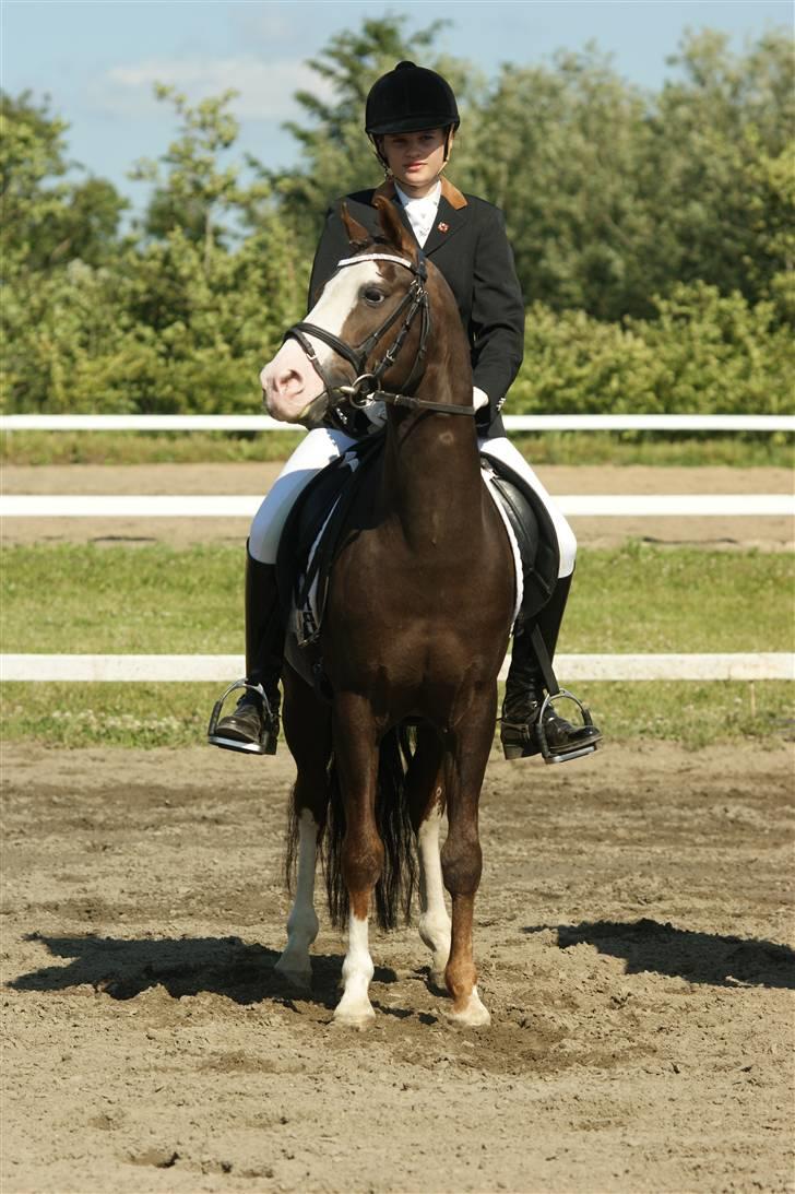 DSP Bonansa [ELITEHINGST] billede 16