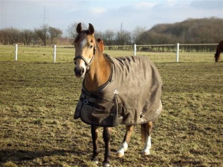 Anden særlig race Bailey Rough  - på fold  billede 12
