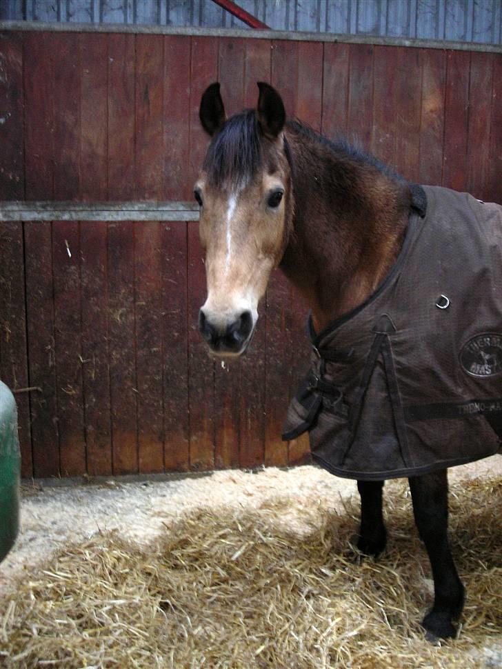 Anden særlig race Bailey Rough  - Bailey med vinter pels;) Hun ligner en stor bamse billede 13