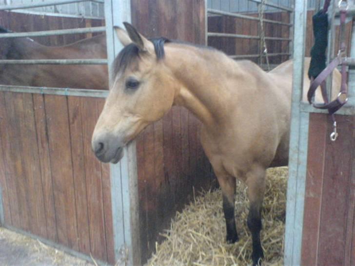 Anden særlig race Bailey Rough  - Bailey i sin boks <3 billede 14