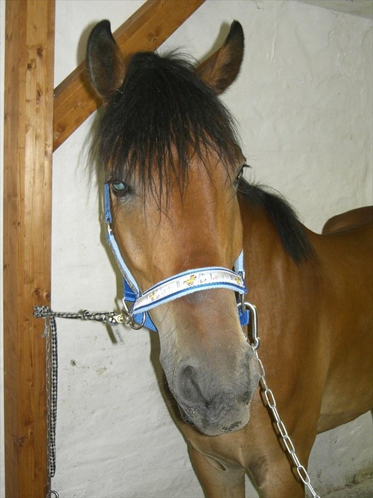 Anden særlig race Elvis(solgt) billede 1