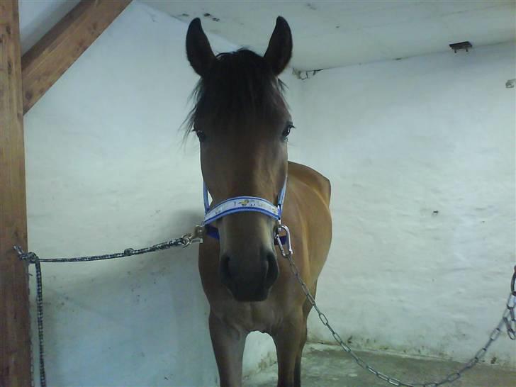 Anden særlig race Elvis(solgt) billede 2