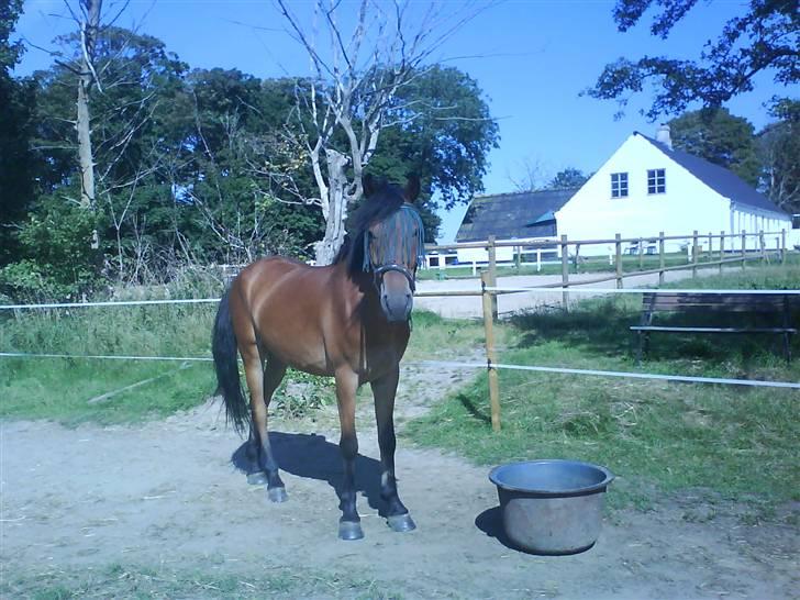 Anden særlig race Elvis(solgt) billede 3